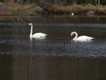 Joutsenparin laatuaikaa