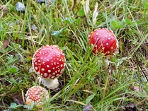 Poimi vain niitä sieniä jotka tunnistat !?