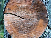 Laskekaapa tämän puun ikä !