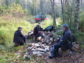 Kahvitauko puupinolla. 
